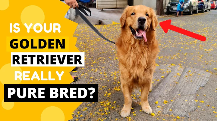 How to Identify a Pure Golden Retriever Puppy - DayDayNews
