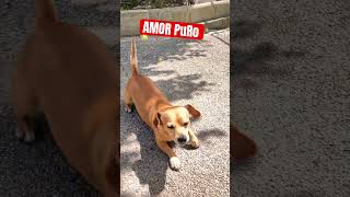 #purelove#viralshort