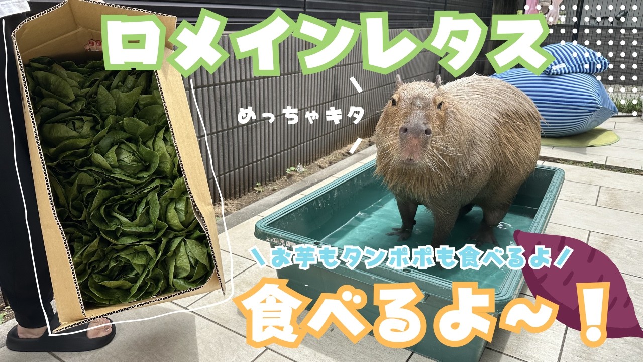 【カピバラ】ロメインレタスとか色々食べるよ〜！