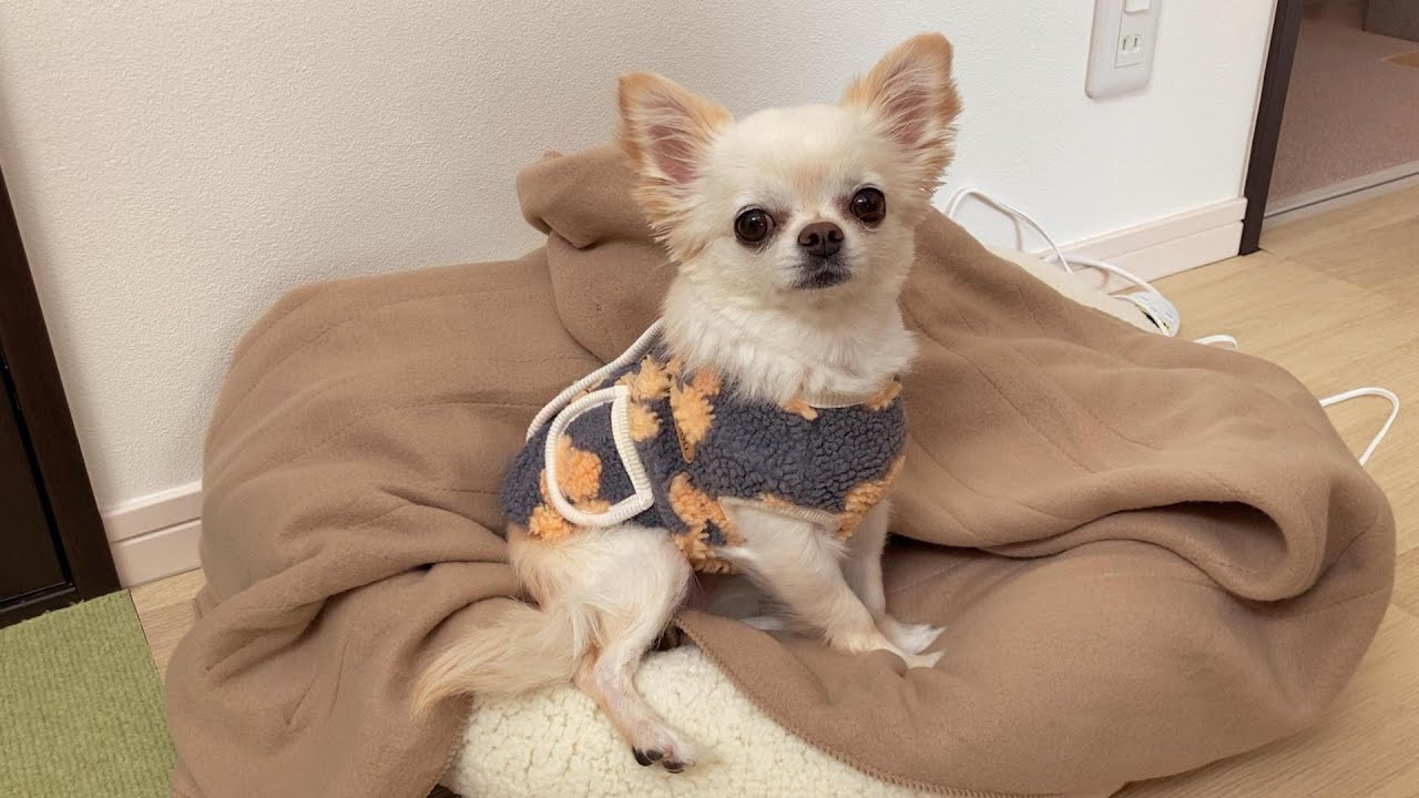 めちゃくちゃ小さな体で一生懸命お出かけについてくるチワワがあまりにも愛おしすぎた