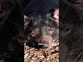 Tasmanian Devil #Facts #animals #viralvideo #video #viral #shorts