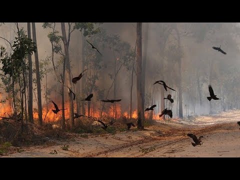 تعرف على طائر الحدأة الذي أمرنا الرسول ﷺ بقتله قبل 14 قرن والمساعد في إنتشار حرائق الغابات🔥🔥