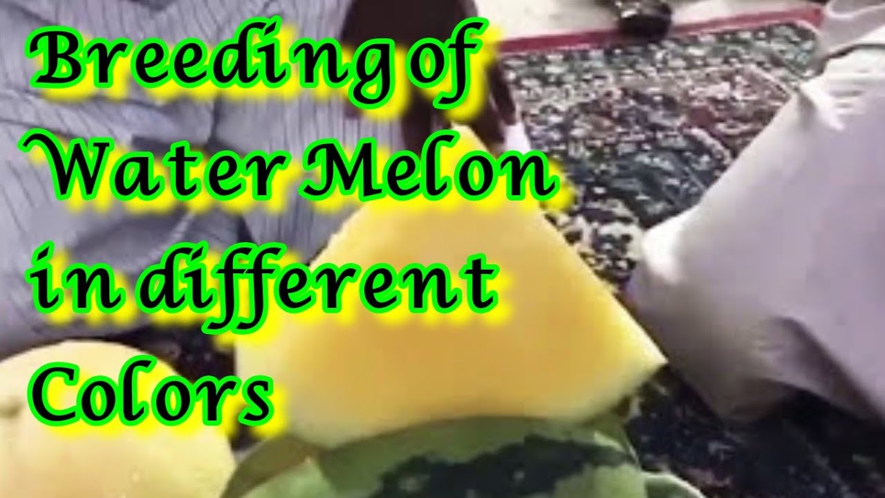 Breeding of Watermelon in different colors 