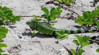 Puerto Rican Iguana by Connie Levenhagen Niemi 187 views 5 years ago 56 seconds