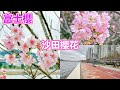 (快閃) 沙田櫻花 | 富士櫻 | 城門河畔 | 石門站