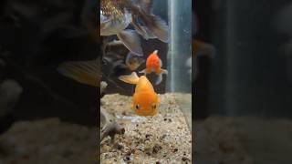 Feed Your GoldFish This! 🧄