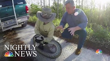 Snake Bounty Hunters Battle Invasive Burmese Pythons In Florida Everglades | NBC Nightly News