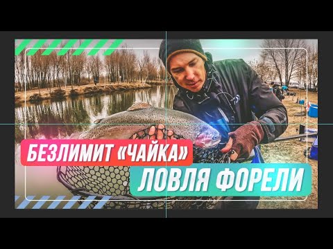 Ловля форели. Безлимит «Чайка». #OnlySpin