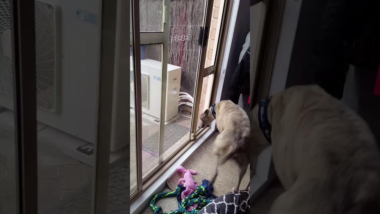 Greyhound using Patio link pet door insert YouTube