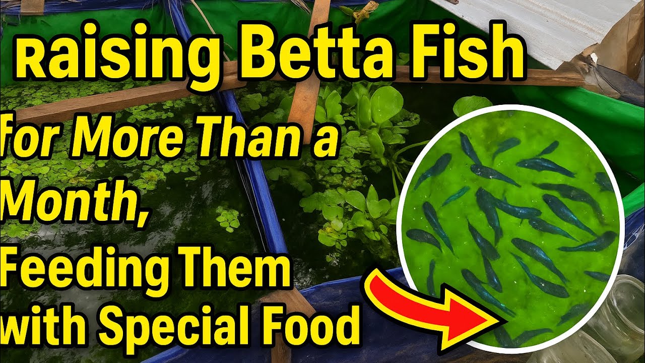 Best Food for 1-Month Betta Fish | Step-by-Step Feeding Guide”