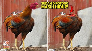 SUBHANALLAH!! Aneh Bin Ajaib, Ayam Ini Menolak Mati Meski Tanpa Kepala