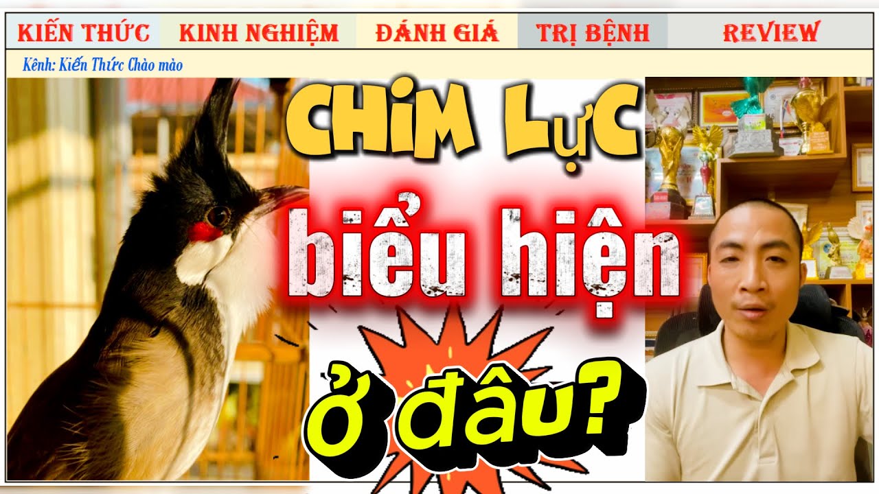 Chim Lực là biểu hiện ở điểm nào của Chim chào mào