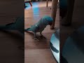 Chat and chase feet #bird #birdshorts #talkingparrot #talkingbird #cutebirds #cutepets #funnybirds