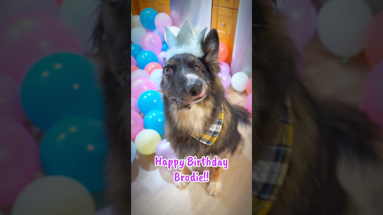 Best Boy Brodie YouTube
