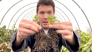 A Simple Method to Root Plants from Cuttings | Propagating Softwood Viburnum Cuttings