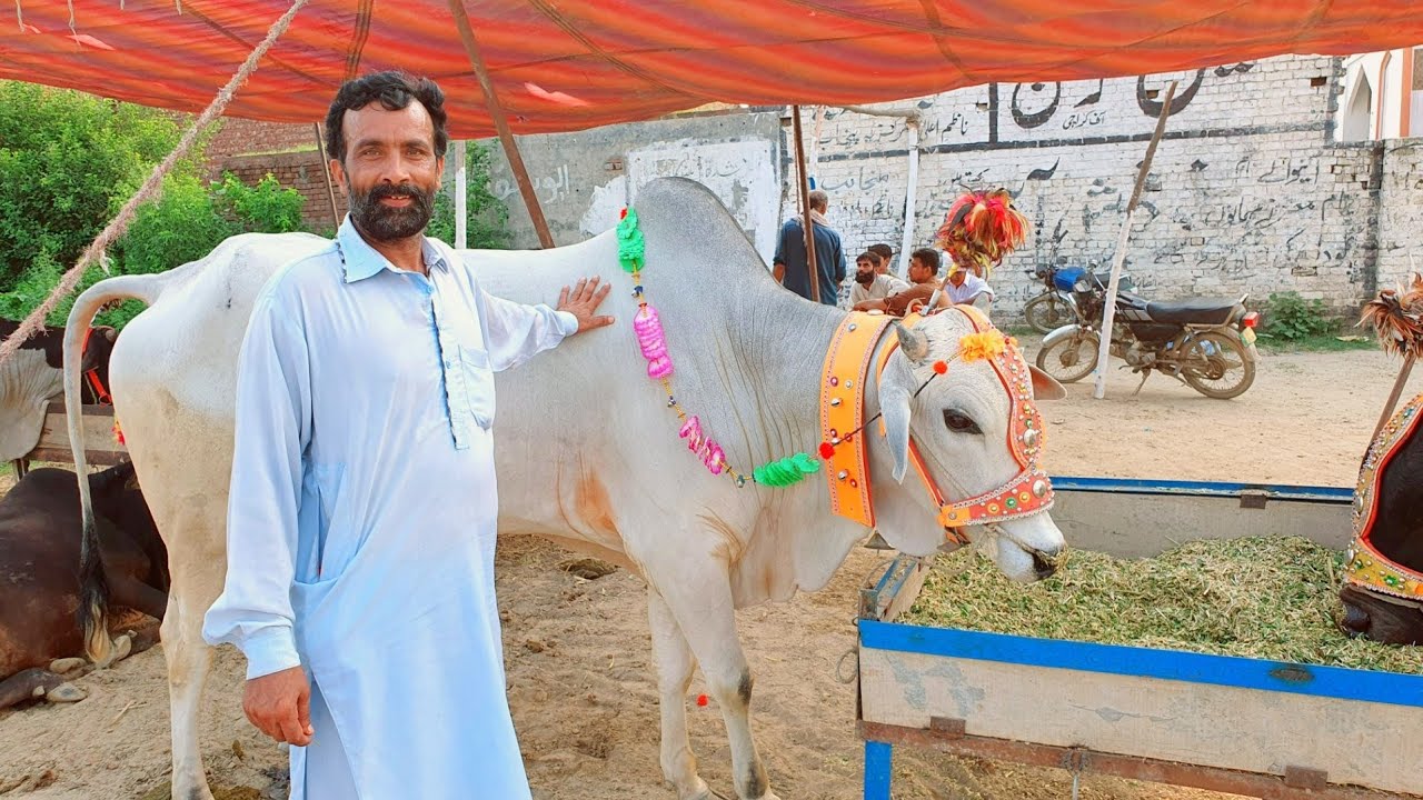 Maweshi Mandi / 4 Lakh 70 Hazar Ka Bail | Bakra Mandi | Cow Mandi Video 2021 | Mandi