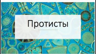 картинка: Протисты (часть 2)