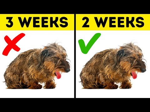 10-warning-signs-your-pet-needs-help-right-now