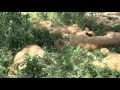 Lions napping