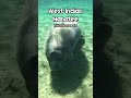 West Indian Manatee Trichechus Manatus