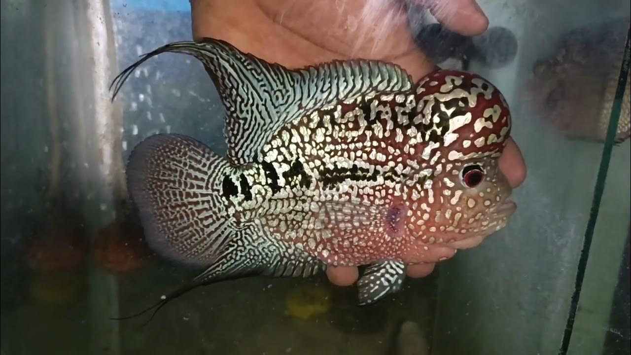 KML Flowerhorns exotic quality YouTube