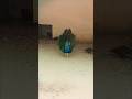 Peacock Dancing Like Never Before 🦚#PeacockDance #ViralVideo #VillageLife #NatureShorts #Trending