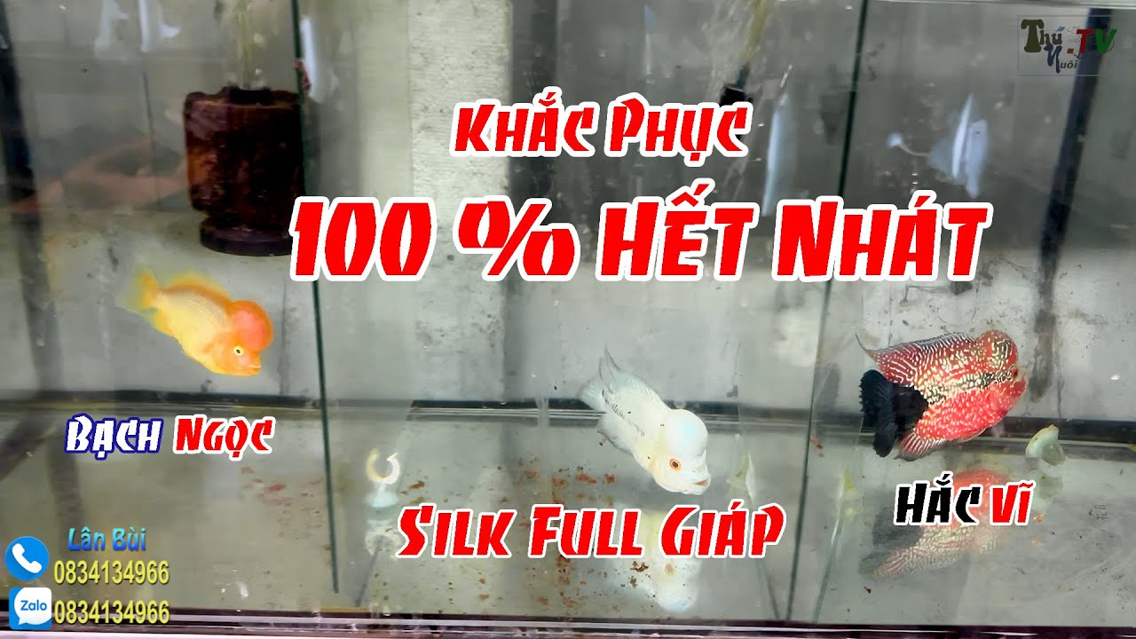 Khắc Phục Cá Nhát 100% Hiệu Quả | Hắc Vĩ , Bạch Ngọc , Kamfa Silk Full Giáp.