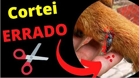 O que acontece quando corta a unha do cachorro e sangra?