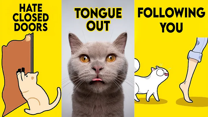 10 Odd Cat Behaviors Explained