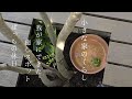 小さな家のくらし｜春恒例の家仕事/庭に作った癒しの空間/観葉植物が楽しみな季節🌿
