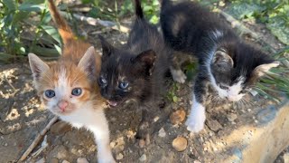 Trying to save kittens left to die || Their heart was full of cruelty.
