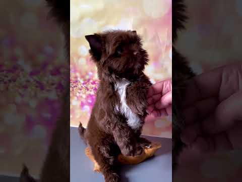 Шоколадный йорк, красавец