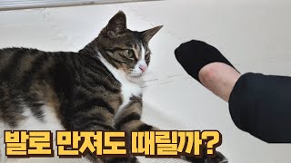 큰언니가 만지면 때리는 고양이!! 손 말고 발로 만지면 어떻게 될까?