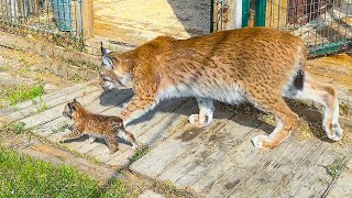 LYNX HANNA TAKES KITTEN FOR A WALK / Little beaver communicates with mom