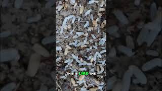 Ant Larvae Invasion: My Vlog Nightmare #shorts