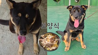 더위에 지친 진돗개 보양식 먹이기