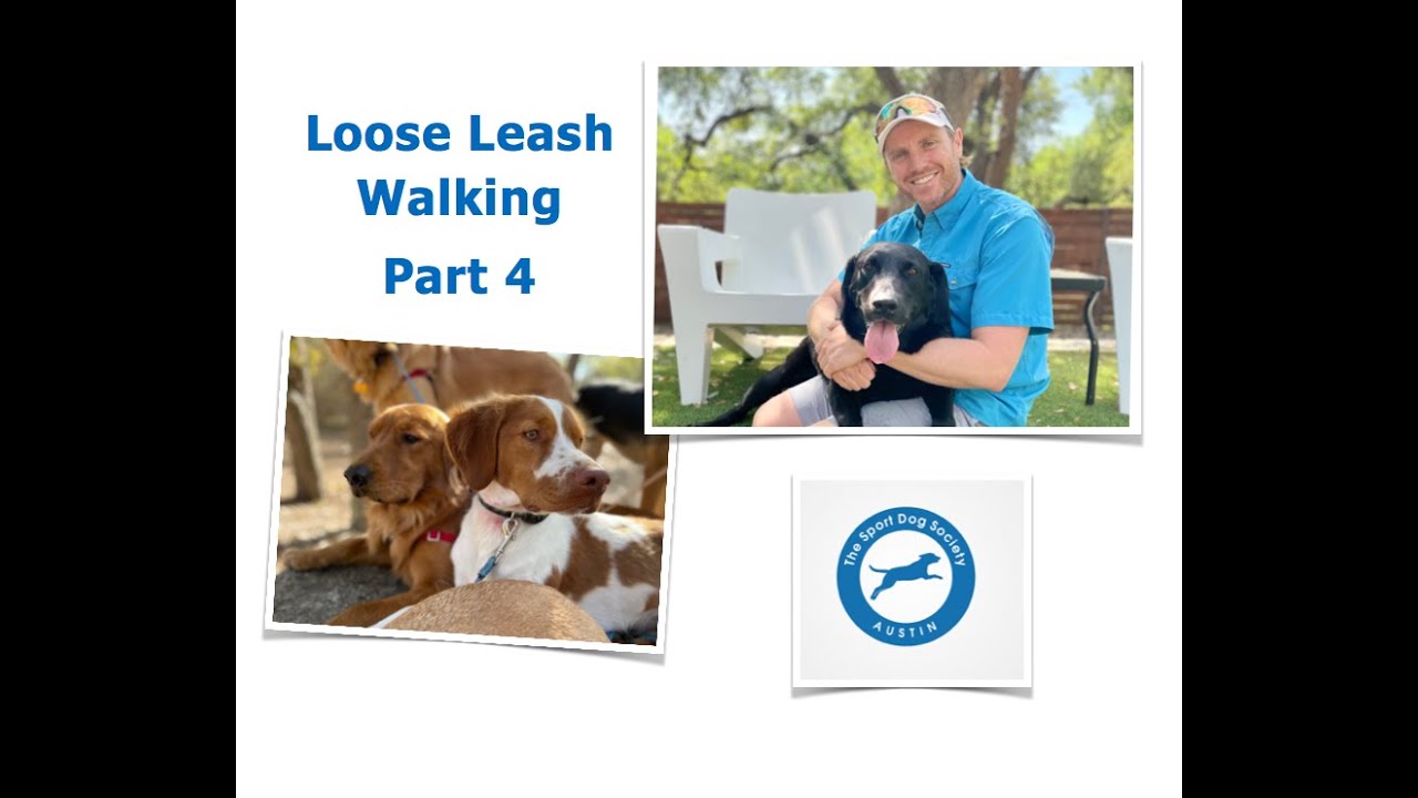 Loose Leash Walking Part 4 Dog Training, Leash Training, Positive