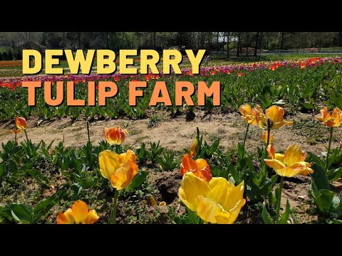 Dewberry Farm - A Trip to a Tulip Farm in Kernersville NC