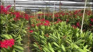 Download lagu Lan. Ren. Red (Red. Xuân) hoalanhoanghoa.vn - D/Z: 0888017017