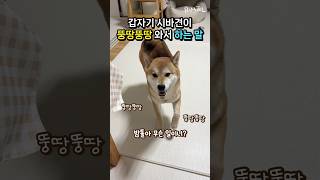 요즘 말도 하는 강아지