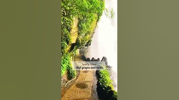 سورة عبس من الآية (٢٣) إلي الآية (٣٢) بصوت القارئ إسلام صبحي