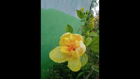 Cow dung fertilizer for plants(tamil) #shorts #trending #gardening #fertilizer