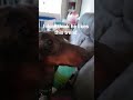 doggy #trending #doggielife #dog