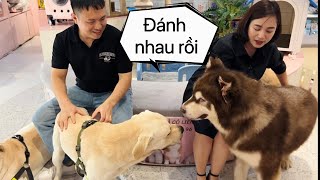 Mật Đại Chiến Củ Cải Kim Chi  Tan Hoang Cửa Hàng Rồi  Mật Pet Family