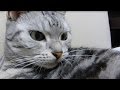 猫に内緒で外泊してみたら→ 言い訳なんて聞きたくにゃい！トコトン嫌われた様子で拒絶された… -My cat doesn't want to look at my face