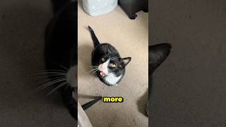 My Cat Was Talking Loud