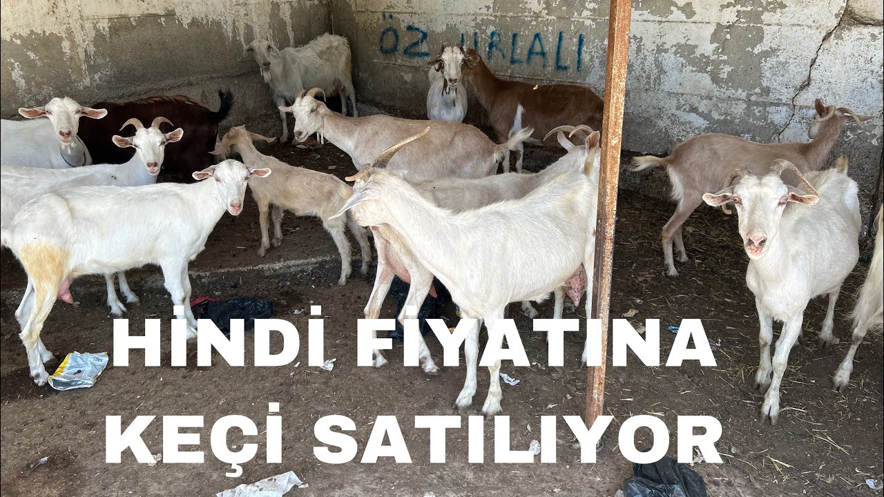 İZMİR URLA HAYVAN PAZARINDA HİNDİ PARASINA KEÇİ.