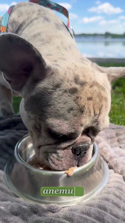 Відгук від Бублика, французький бульдог: «Вологий корм Doggy Man - це ...