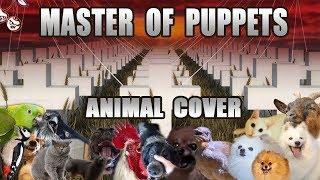 Animallica  Master Of Puppies