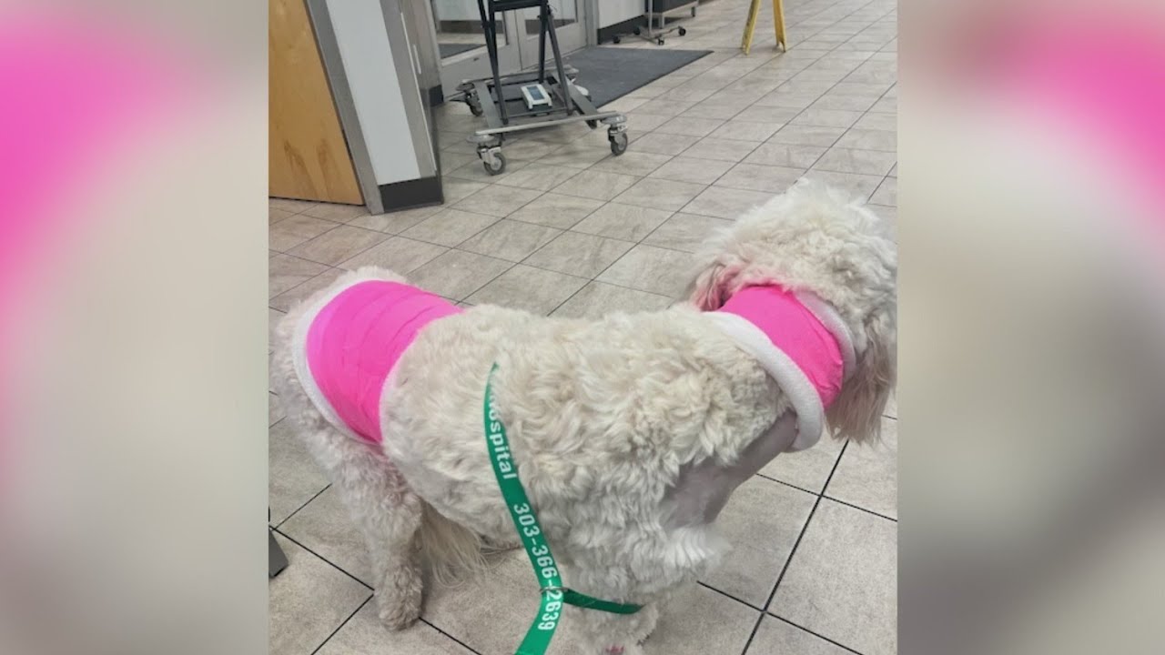 Dog and owner attacked at CheyenneArapaho Dog Park YouTube